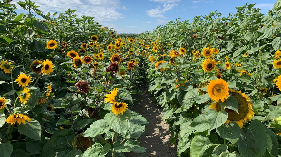 Sunflowers in Snohomish Seattle Area Family Fun Calendar ParentMap